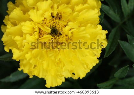 Close-up of the structure of the petals of a bright yellow flower Tagetes                               
