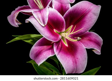 A close-up studio shot of two blooming oriental lily flowers with striking pink petals and white edges isolated against a solid black background
