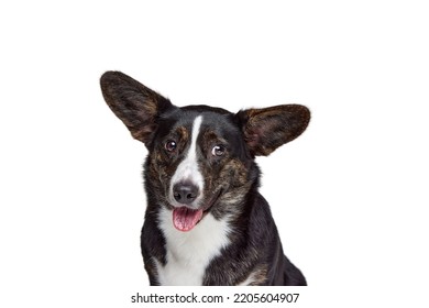 Closeup. Studio Shot Of Welsh Corgi Cardigan Dog Isolated On White Background. Concept Of Beauty, Fashion, Show, Animal Life. Copy Space For Ad