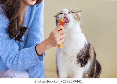 Closeup studio shot of white and brown cute little fat short hair purebred kitten pussycat companion sitting down resting relaxing eating cat jelly treat while human owner feeding on cozy sofa couch. - Shutterstock ID 2273579441