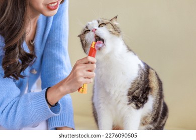 Closeup studio shot of white and brown cute little fat short hair purebred kitten pussycat companion sitting down resting relaxing eating cat jelly treat while human owner feeding on cozy sofa couch. - Shutterstock ID 2276090505