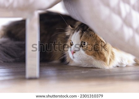 Closeup studio shot white and gray cute little fat long hair purebred kitten pussycat companion laying lying down resting relaxing under cozy armchair playing hide and seek with owner in living room.