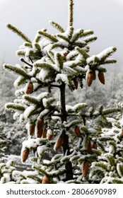A close-up study of a snow-crowned spruce tree, showcasing its textured branches and hanging pine cones, with a blurred, misty winter forest providing a soft, atmospheric setting.