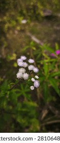 A close-up study of tiny, star-shaped purple and white flowers growing in a wild, uncultivated setting.