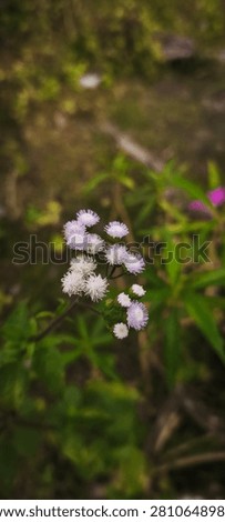 A close-up study of tiny, star-shaped purple and white flowers growing in a wild, uncultivated setting.