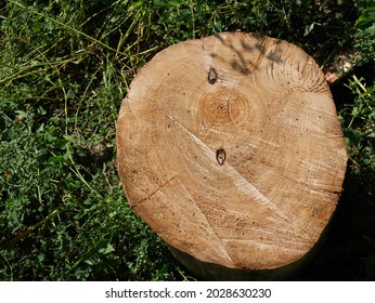 Close-up the stump of recently cut tree on slightly blurred green grass background. Texture of wood with annual rings, cracks, saw marks, small grass seeds. Concept of deforestation. Top view.  - Powered by Shutterstock