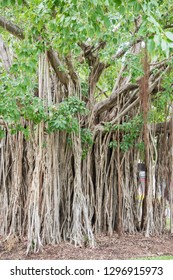 Closeup Of Stunning Banyan Tree With Aerial Roots System In Darwin, Australia