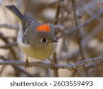 A close-up of a stunning small Ruby-crowned Kinglet bird with a bright orange crown looking around while perched on a branch in a natural setting.