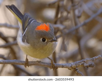 A close-up of a stunning small Ruby-crowned Kinglet bird with a bright orange crown looking around while perched on a branch in a natural setting.