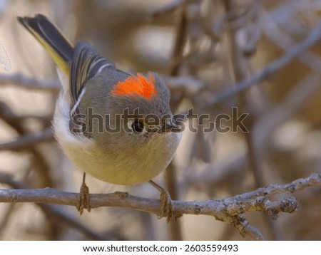 A close-up of a stunning small Ruby-crowned Kinglet bird with a bright orange crown looking around while perched on a branch in a natural setting.