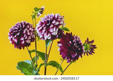 Close-up of a stunning vibrant purple dahlia flower in full bloom, set against a strikingly bright yellow background, adding a burst of color and contrast to any design or project. - Powered by Shutterstock