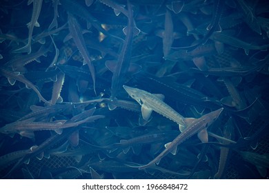 Closeup Sturgeon Fish Farm For Breeding. Concept Aquaculture Pisciculture, Top View.