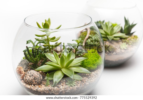 Closeup Succulent Arrangement Glass Vase Terrarium Stock Photo