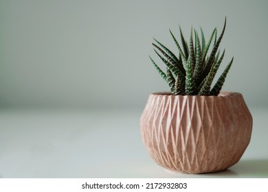 Close-up Succulent In A Concrete Flower Pot.