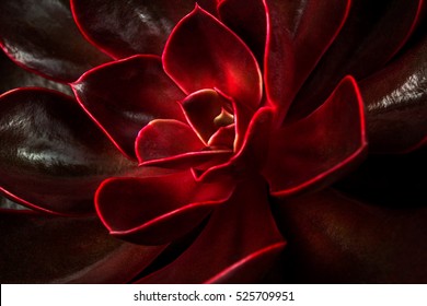 Close-up Of Succulent Echeveria. Macro Photography Of Nature.