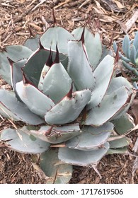 Close-up Of Succulent In A Garden With Mulch Dark Brown Spines