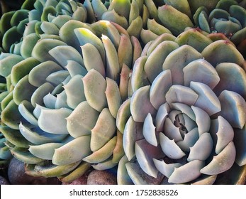 Close-up succulent macro background environment - Powered by Shutterstock