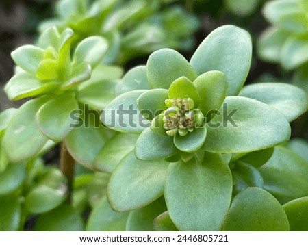 Close-up of a succulent plant, with a small, yellow flower growing out of the center. The succulent is a type of woodland stonecrop (Sedum oreganum), a flowering plant that is native to America