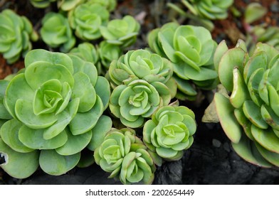 Closeup Succulents Or Cactus In Desert Botanical Garden.