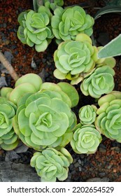 Closeup Succulents Or Cactus In Desert Botanical Garden.