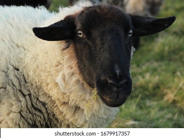 Close-up Of Suffolk Ewe Sheep With Grass In Mouth