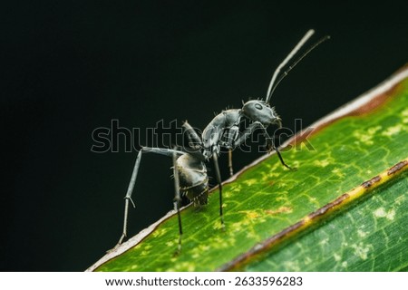 Close-up of a sugar ant exploring a vibrant green leaf in a lush rainforest environment, showcasing the intricate details of the insect and its natural habitat