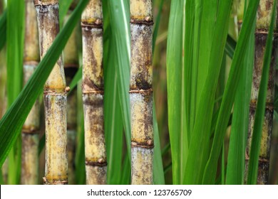 Closeup Of Sugar Cane Plantation