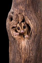 Closeup Of A Sugar Glider Squirrel Peeking Out Of A Tree Hole