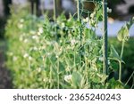 Close-up of sugar snap pea plants and flowers on trellis in community garden in Blackfalds, Alberta, Canada
