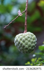 A close-up of the SugarApple fruiting on a tree by the roadside