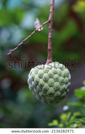 A close-up of the SugarApple fruiting on a tree by the roadside