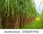 Closeup sugarcane in field.Beautiful scene with sugarcane closeup in the field