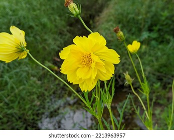 Close-up Of Sulfur Cosmos Flower Plant At The Garden