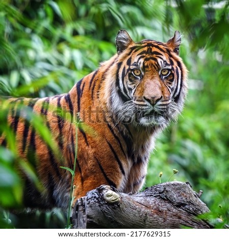 Close-up of a Sumatran tiger