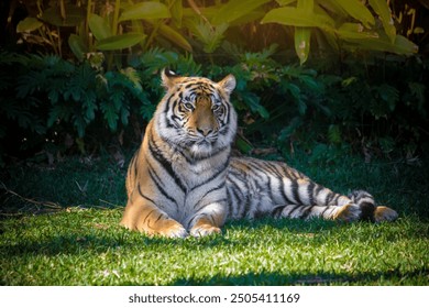 Close-Up of a Sumatran Tiger: Detailed Shot Capturing the Intense Gaze and Striking Stripes of This Endangered Species - Powered by Shutterstock