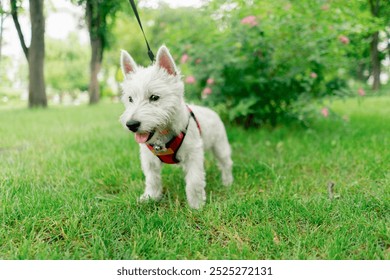 close-up in the summer in the park on a green lawn west highland on a leash fluffy muzzle trimmed - Powered by Shutterstock