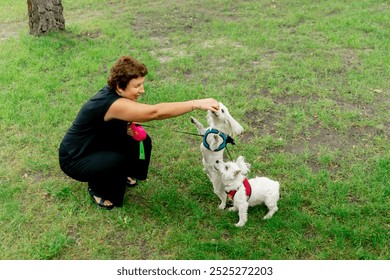 close-up in the summer in the park on green lawn a Maltese lapdog and a West Highland dance around the owner on their hind legs - Powered by Shutterstock