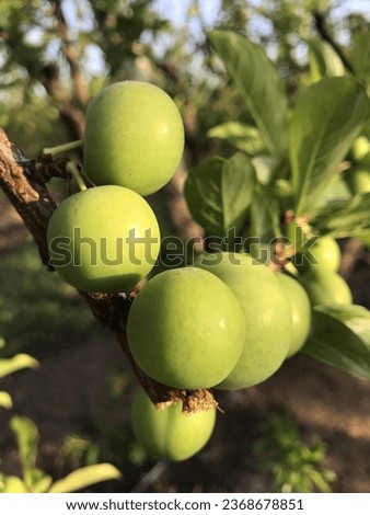 Close-up and summer view of a young plum fruit with green leaves in orchard, Australia, Plum hanging on tree branch, green plums growing. Unripe green plum tree branch. Green natural background