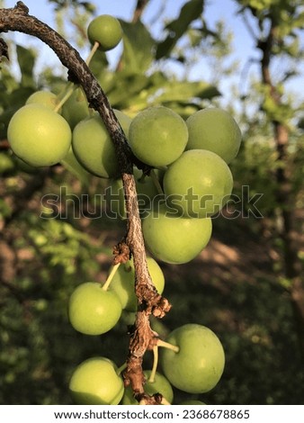 Close-up and summer view of a young plum fruit with green leaves in orchard, Australia, Plum hanging on tree branch, green plums growing. Unripe green plum tree branch. Green natural background