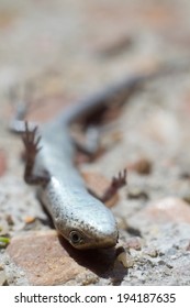 Close-up of sunbathing lizard lying on his back