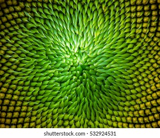  Close-up Of Sunflower.