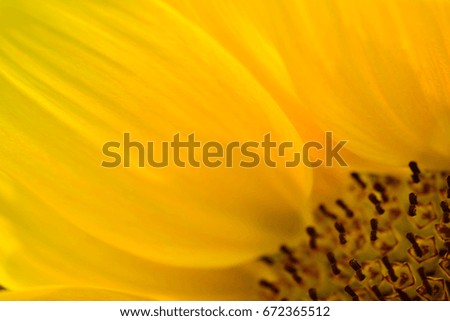 Similar – sunflower field