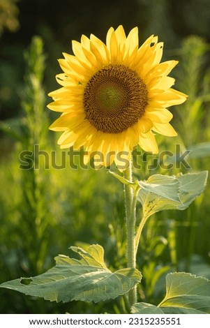 Closeup of sunflower against natural green background.