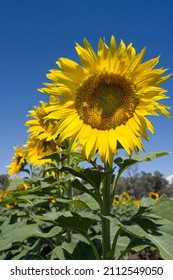 Closeup of a sunflower with bees on a sunny day with blue sky