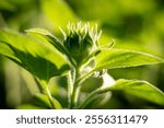 Close-up of sunflower buds in the garden