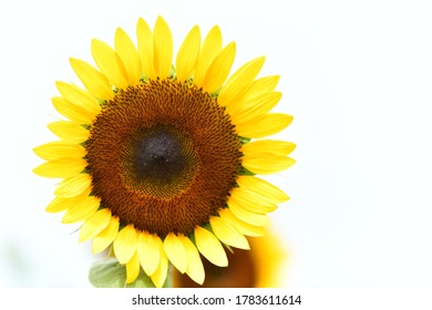 328 Sunflower calyx Images, Stock Photos & Vectors | Shutterstock