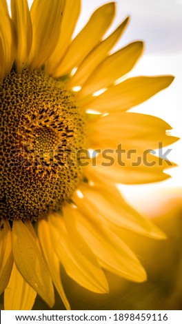                       closeup of a sunflower in a field         