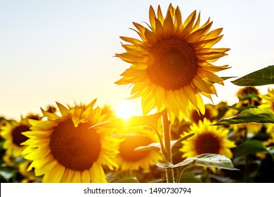 Close-up of a sunflower in a field against a sunset