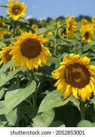 Closeup Of A Sunflower Near Traverse City, MI