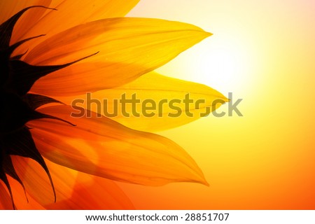 Close-up of sunflower over sunset sky